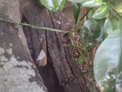 Scaptotrigona mexicana