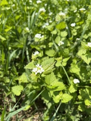 Alliaria petiolata