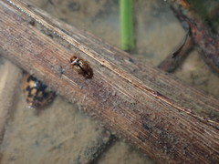 Hydroglyphus inconstans