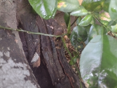 Scaptotrigona mexicana