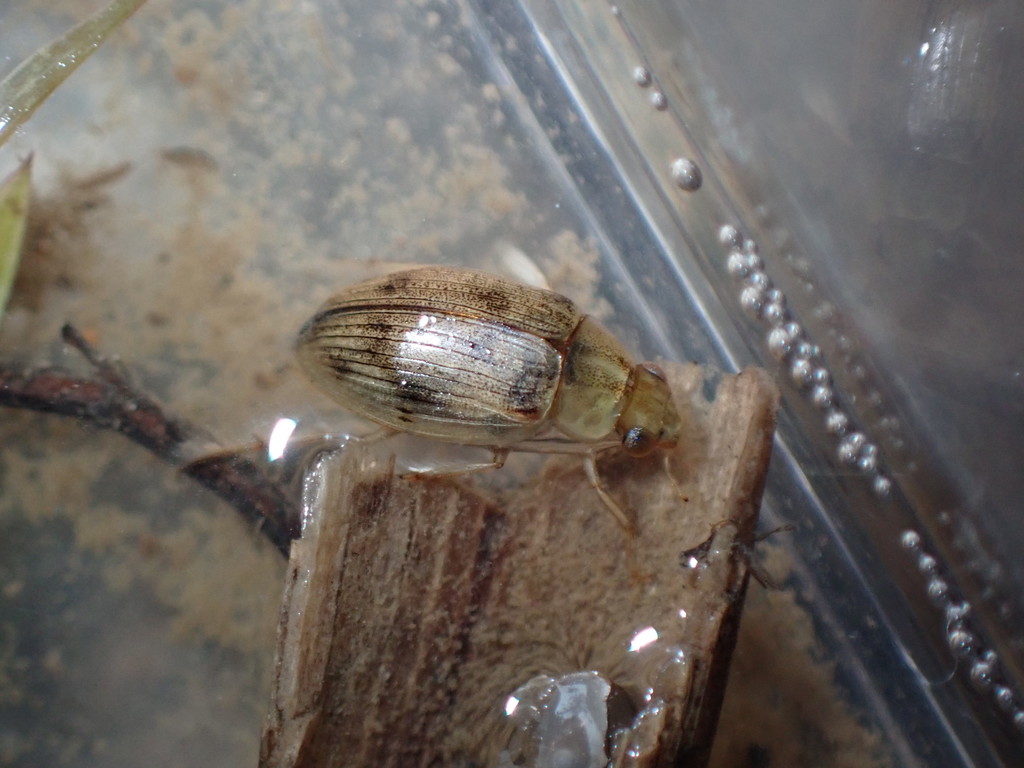 Enoplurus