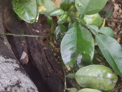 Scaptotrigona mexicana