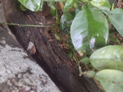 Scaptotrigona mexicana