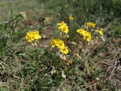 Pseudocistus