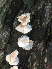 Marasmiellus alliiodorus