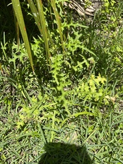 Cirsium nuttallii
