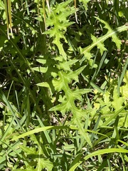 Cirsium nuttallii