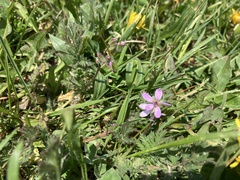 Erodium cicutarium