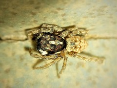 Menemerus semilimbatus