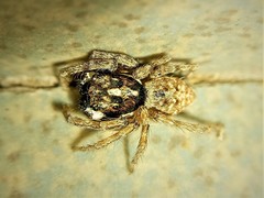 Menemerus semilimbatus