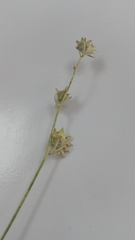 Onobrychis aequidentata