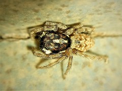 Menemerus semilimbatus