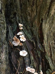 Marasmiellus alliiodorus