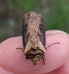 Agrotis antica