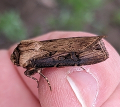 Agrotis antica