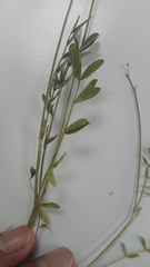 Onobrychis aequidentata