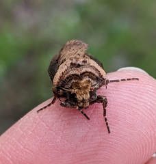 Agrotis antica