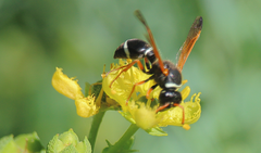 Hypodynerus coarctatus