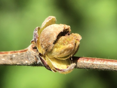 Filbert Bud Mite