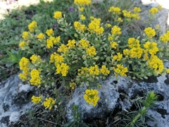Alyssum montanum