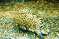 Tachyglossus aculeatus multiaculeatus