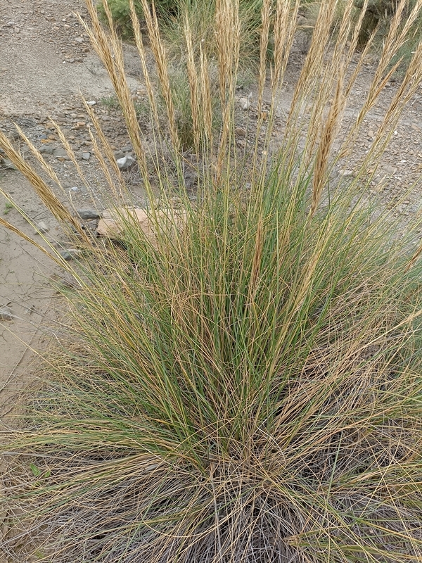 Macrochloa tenacissima