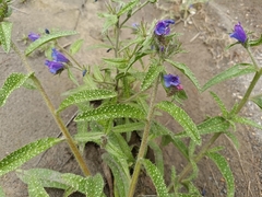 Echium creticum granatense