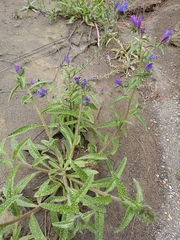 Echium creticum granatense