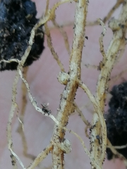 Rhizobium