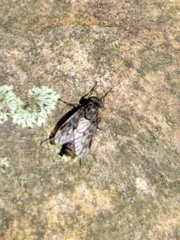 Rhagio punctipennis