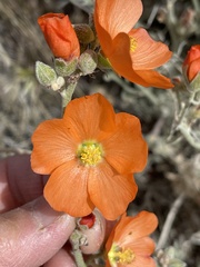 Sphaeralcea grossulariifolia
