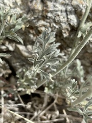 Sphaeralcea grossulariifolia