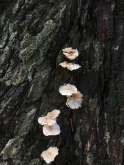 Marasmiellus alliiodorus
