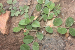 Indigofera nummulariifolia