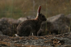 Oryctolagus cuniculus