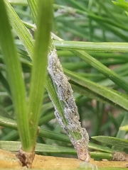 Schizolachnus pineti