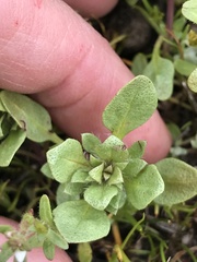 Pogogyne zizyphoroides