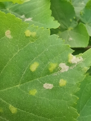 Eriophyes exilis
