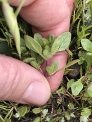 Pogogyne zizyphoroides