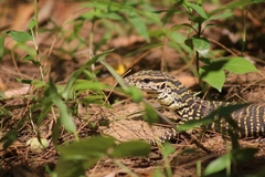Varanus bengalensis