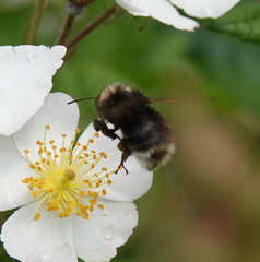 Bombus bohemicus