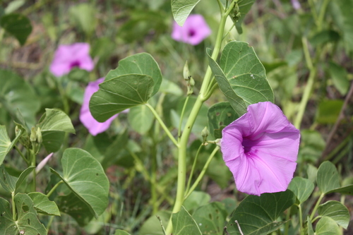 Ginger-leaf Morning-glory
