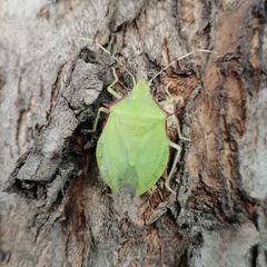 Chlorocoris distinctus