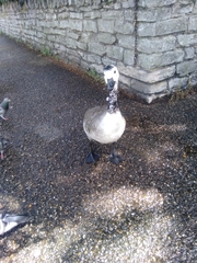 Branta canadensis