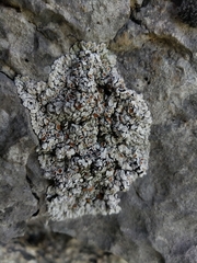 Squamarina stella-petraea