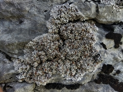 Squamarina stella-petraea