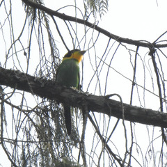 Psarisomus dalhousiae