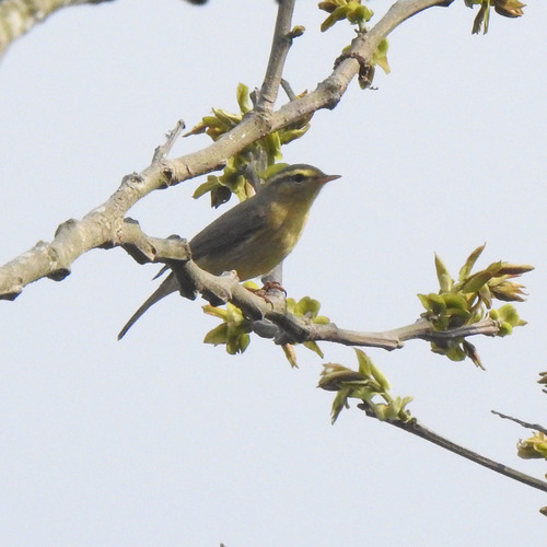 Tickell's Leaf Warbler (Phylloscopus affinis), photo 5