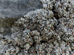 Squamarina stella-petraea