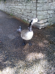 Branta canadensis
